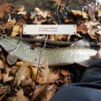 photo prise 5065 par Mattou vision FlyFishing
