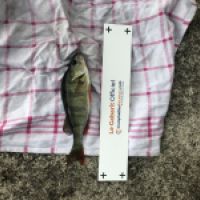 photo prise 5090 par Mattou vision FlyFishing