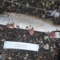 photo prise 5198 par pike man 94 