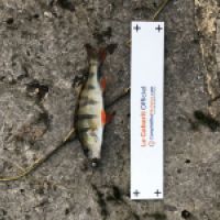 photo prise 5265 par Mattou vision FlyFishing