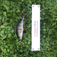 photo prise 5278 par Mattou vision FlyFishing