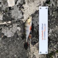 photo prise 5365 par Mattou vision FlyFishing