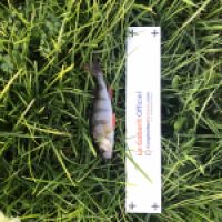 photo prise 5382 par Mattou vision FlyFishing