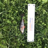 photo prise 5383 par Mattou vision FlyFishing