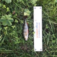 photo prise 5384 par Mattou vision FlyFishing