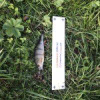 photo prise 5385 par Mattou vision FlyFishing