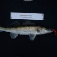 photo prise 5416 par Mickael Evok Fishing