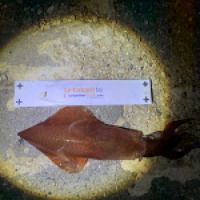 photo prise 5972 par Chrisfishing