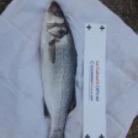 photo prise 6644 par Tse-tse la Mouche