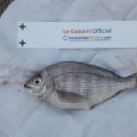photo prise 6646 par Tse-tse la Mouche