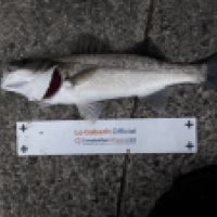 photo prise 6656 par Tse-tse la Mouche
