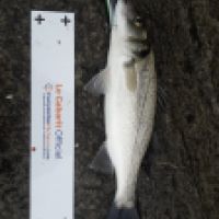 photo prise 6660 par Tse-tse la Mouche
