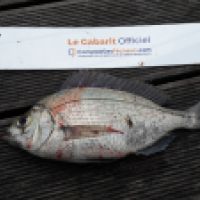 photo prise 6674 par Tse-tse la Mouche