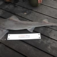 photo prise 6675 par Tse-tse la Mouche