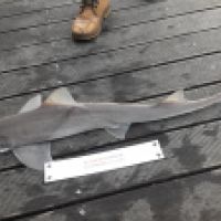 photo prise 6676 par Tse-tse la Mouche