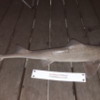 photo prise 6677 par Tse-tse la Mouche