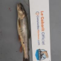 photo prise 8977 par totosfishing46