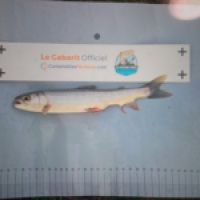 photo prise 9138 par CUEVAS  Alphonse