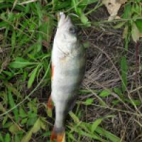 photo prise 9399 par rlfishing71 
