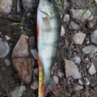 photo prise 9411 par rlfishing71 