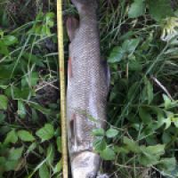 photo prise 9579 par rlfishing71 