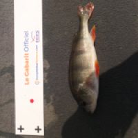 photo prise 10043 par dmz_fishing 