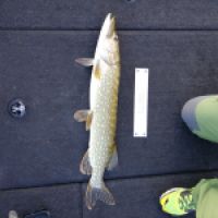 photo prise 10649 par Axel_fishing15