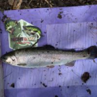 photo prise 12581 par GG Fishing