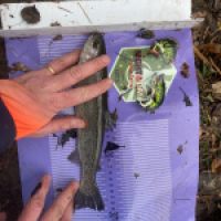 photo prise 12612 par GG Fishing