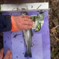 photo prise 12634 par GG Fishing