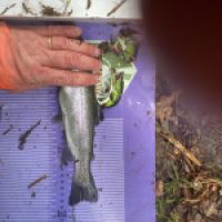 photo prise 12638 par GG Fishing