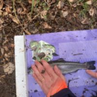 photo prise 12675 par GG Fishing
