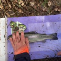 photo prise 12680 par GG Fishing