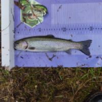 photo prise 12693 par ULfishinglifestyle