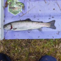 photo prise 12701 par ULfishinglifestyle