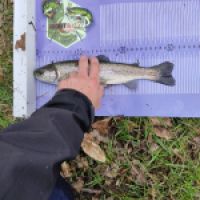photo prise 12717 par ULfishinglifestyle