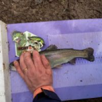 photo prise 12931 par GG Fishing