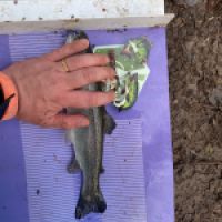 photo prise 12938 par GG Fishing