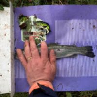 photo prise 12947 par GG Fishing