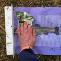 photo prise 12987 par GG Fishing