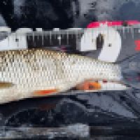 photo prise 13219 par ShadowFishing33