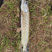 photo prise 13245 par REDNECK FISHING 