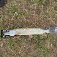 photo prise 13246 par REDNECK FISHING 