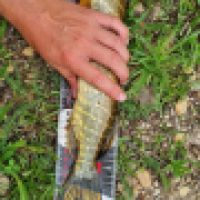 photo prise 13259 par ShadowFishing33