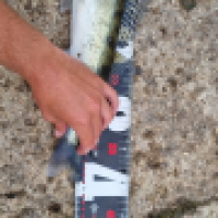 photo prise 13414 par ShadowFishing33