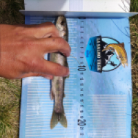 photo prise 14664 par Quentin team trout 73