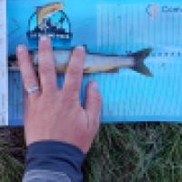 photo prise 14732 par Emilien Feron Fishing