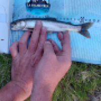 photo prise 14733 par Emilien Feron Fishing
