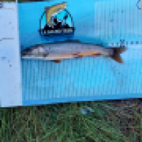 photo prise 14735 par Emilien Feron Fishing