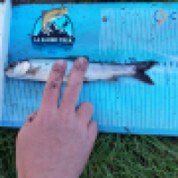 photo prise 14736 par Emilien Feron Fishing